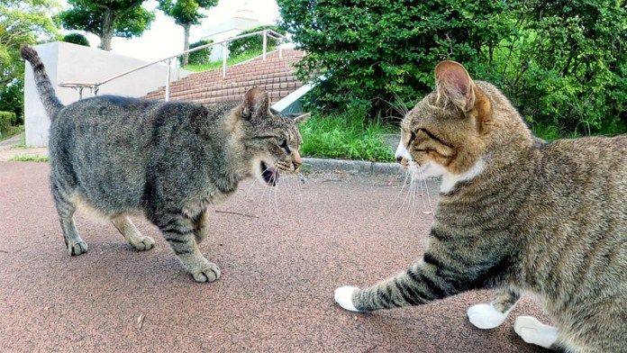 喝を入れにきた先輩猫