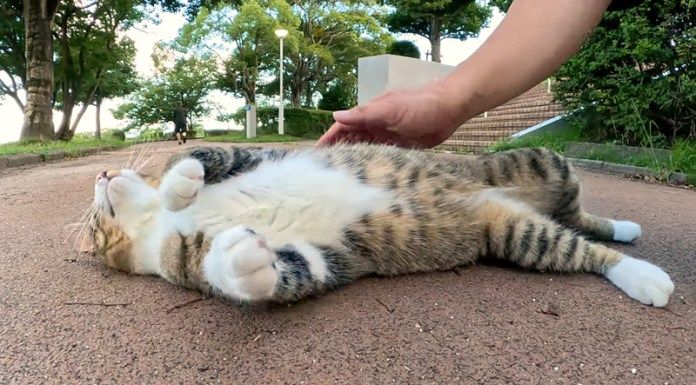 撫でられる猫