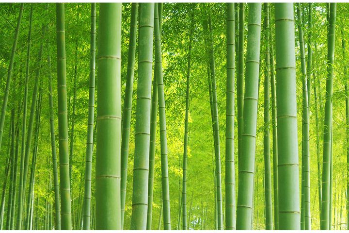 竹のような「しなやかさ」が演技に表れていた！