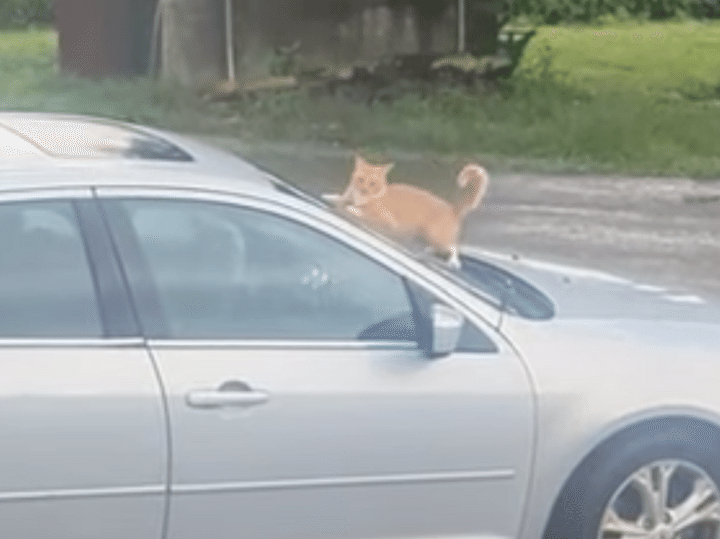 車上荒らし？ 動きが怪しすぎる猫さん。