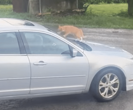 車上荒らし？ 動きが怪しすぎる猫さん。