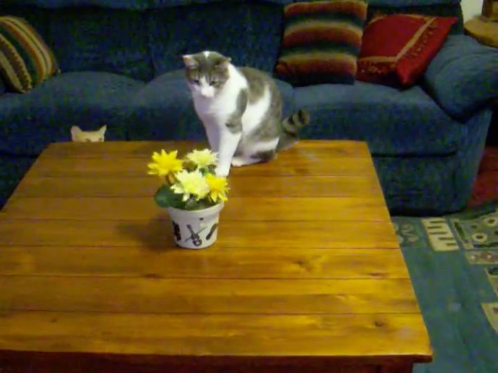 遠慮がちに躍るダンシングフラワー、猫は怪しみ足踏み外す