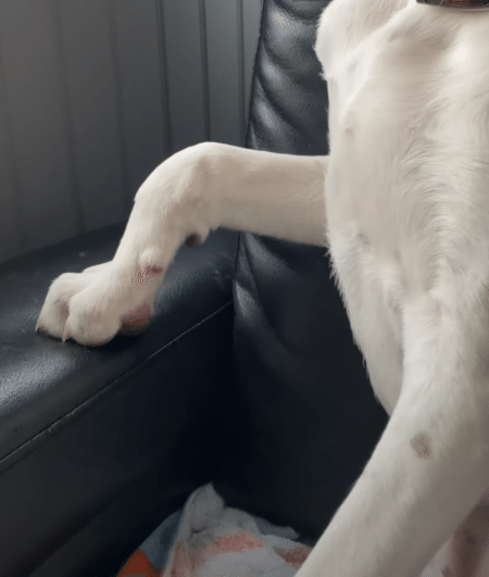 その手どうした？ 犬さんなりの「カッコ良い」ポーズ。