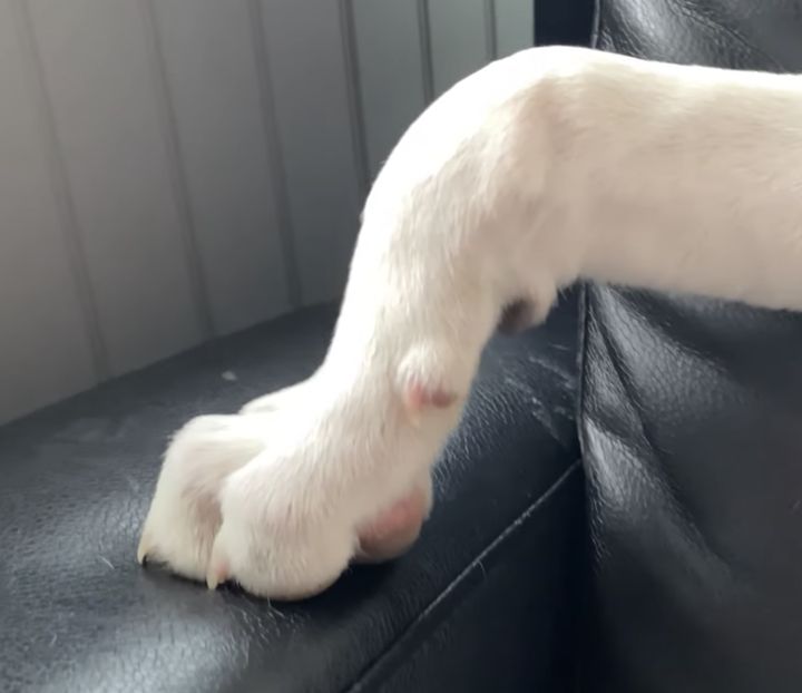 その手どうした？ 犬さんなりの「カッコ良い」ポーズ。