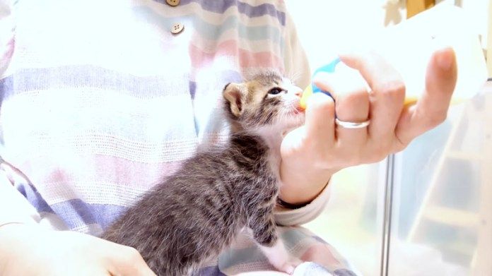 ミルクを飲む子猫