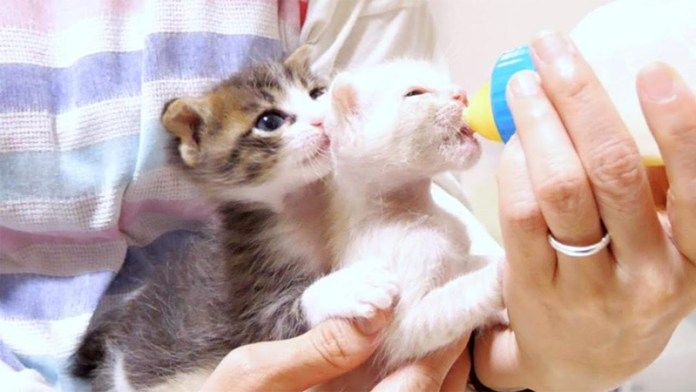 ミルク中に乱入してくる子猫