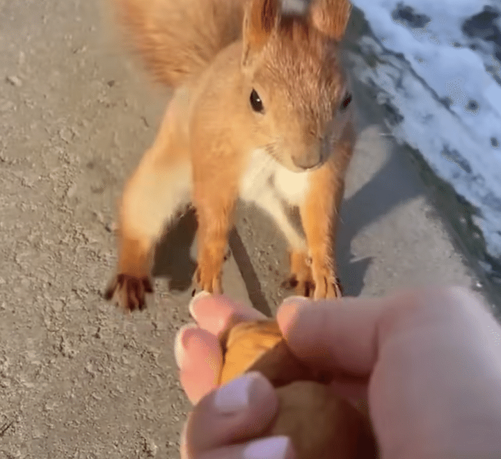 リス「おやつの音だ〜！」 ナッツに大喜びだよ！