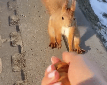 リス「おやつの音だ〜！」 ナッツに大喜びだよ！