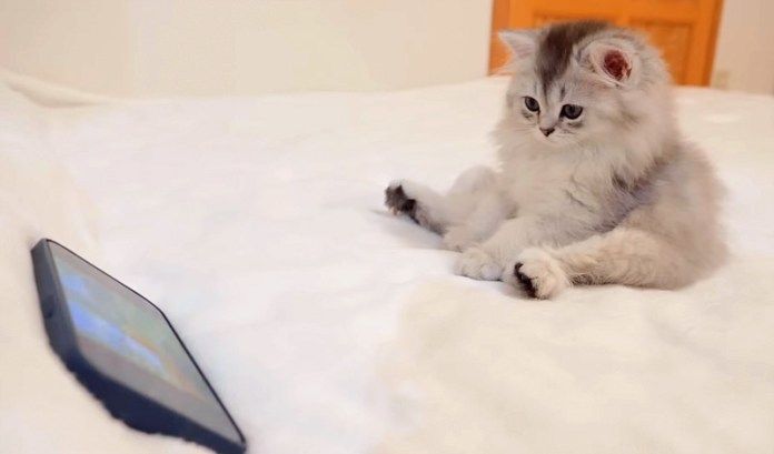 アニメに目が釘付けの子猫