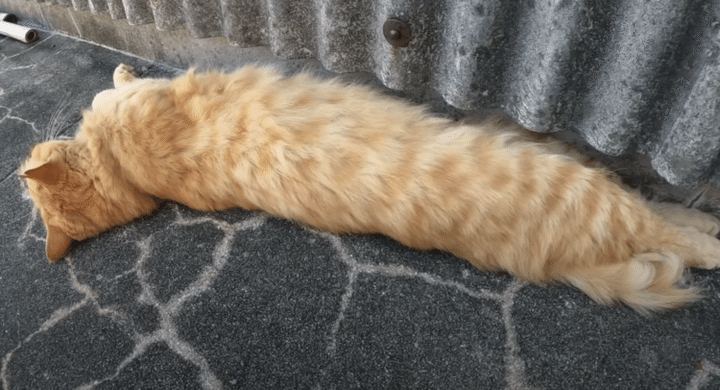 茶トラ猫さんをナデナデしていたら、長〜いエビフライみたいになっちゃった！