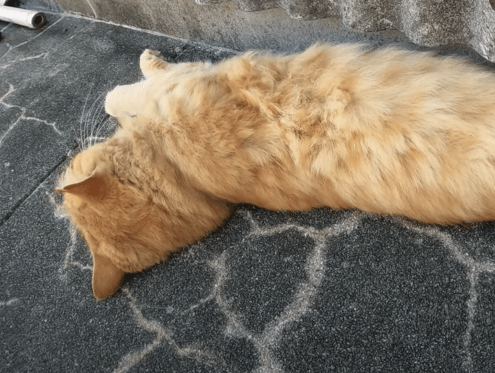 茶トラ猫さんをナデナデしていたら、長〜いエビフライみたいになっちゃった！