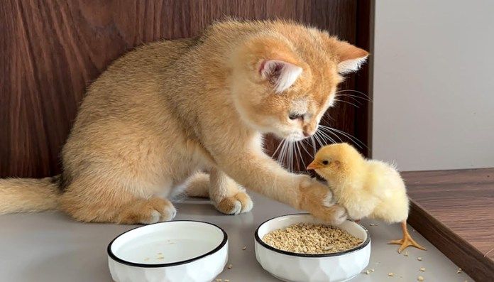 ヒヨコに食事のマナーを教える子猫