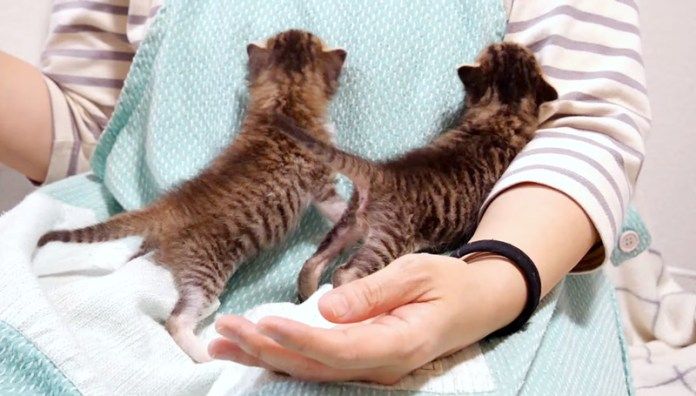 ミルクが飲みたい子猫達