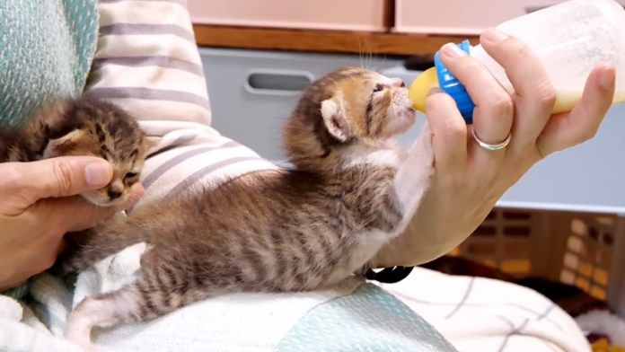 ミルクを飲む子猫