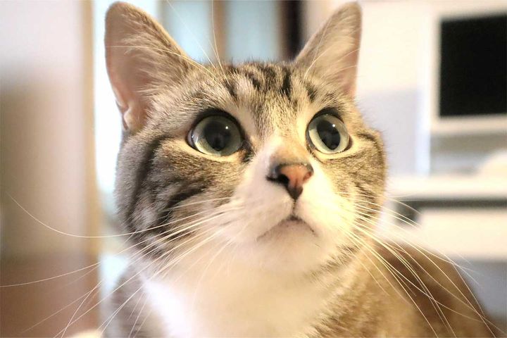 猫、かわいいね