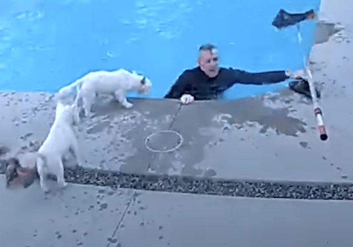 飼い主さんがプールに落ちたー！ 心配してくれる愛犬たちが優しいー！