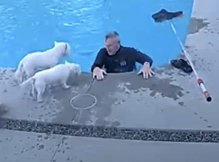 飼い主さんがプールに落ちたー！ 心配してくれる愛犬たちが優しいー！