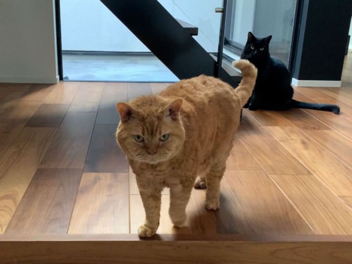 ピムス「行ってらっしゃい。おやつよろしくね！」 ギネス「ちゃっかり者め！！」