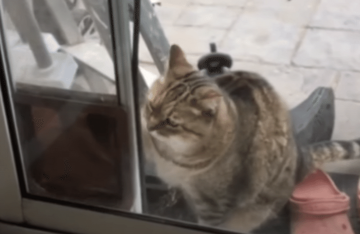 礼儀正しい猫？ ペット用ドアを使わずに、必ずノックしてお知らせ！