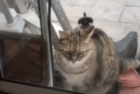 礼儀正しい猫？ ペット用ドアを使わずに、必ずノックしてお知らせ！