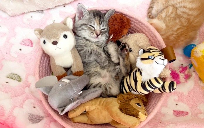 ぬいぐるみと一緒に眠る子猫