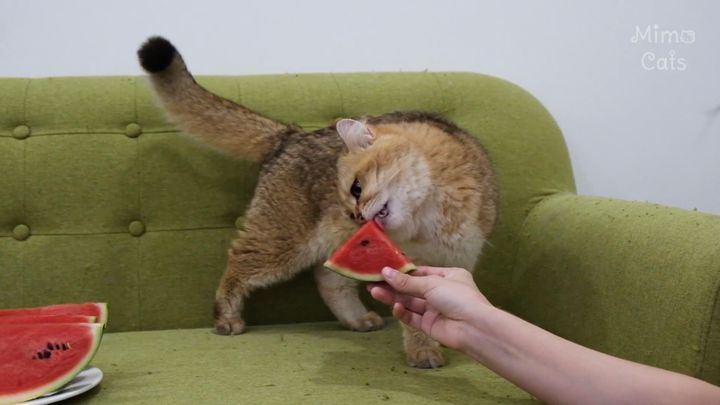 猫vsスイカの静かな戦い、バラされた相手を舌なめずり