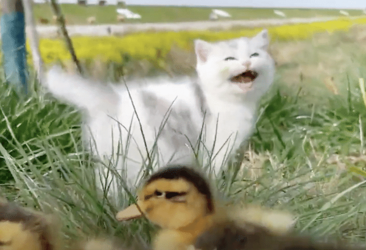 お出かけ行くよっ！ 元気に遊ぶ子猫とアヒルちゃん。