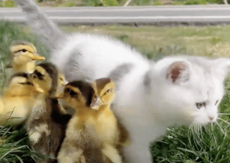 お出かけ行くよっ！ 元気に遊ぶ子猫とアヒルちゃん。