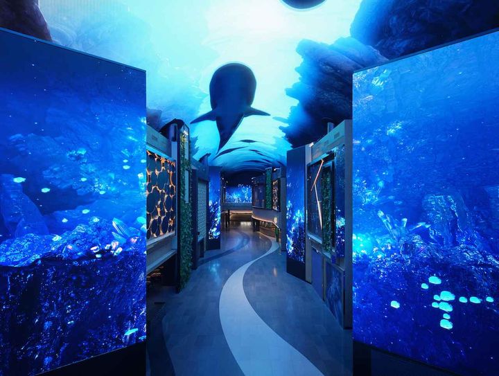 画像: 週末には人だかりが！ SNSで話題の幻想的なデジタルアートショー「オーロラ」