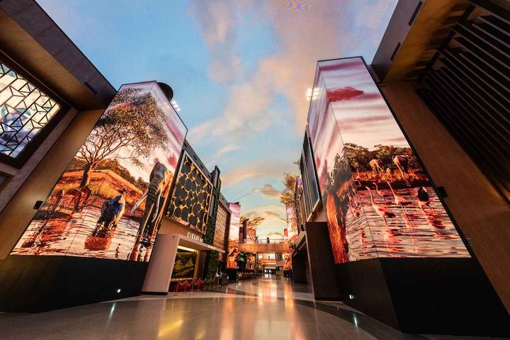 画像: 【7月からの新コンテンツ②】「アフリカン・サバンナ」黄昏時のサバンナの大自然に様々な野生動物が登場。実際にサバンナにいるかのような没入感を味わえます。