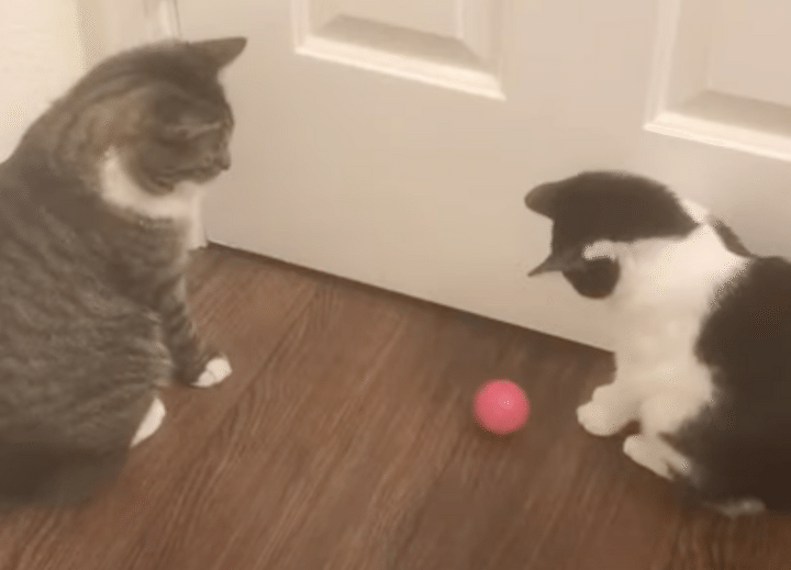 猫「ヒマやね。ボール遊びでもする？」のんびりキャッチボール