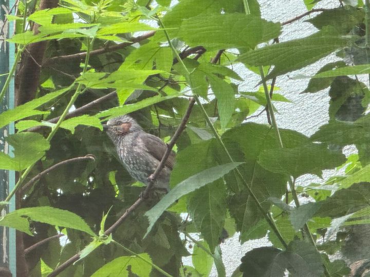 おちょこ「あ、あそこにちょっと大きい小鳥がいるよ」 ちろり「ほんとだ！ おとうちゃん、あたし将来、小鳥になる！」 おちょこ（心の声）「僕たちはねこだから、小鳥にはなれないことを話すべきか、話すべきじゃないか、悩むなぁ……うーむ、ぽのぽの……」