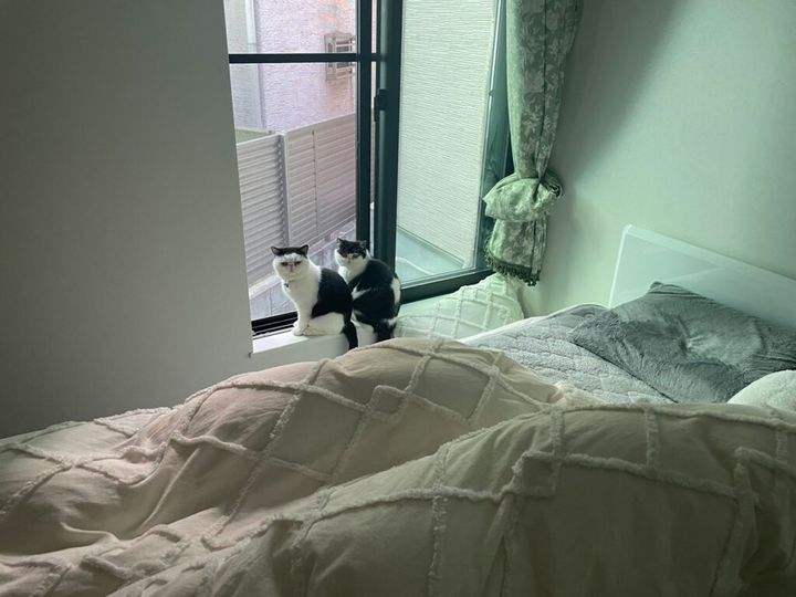 おちょこ「ちろり、見てごらん。今日も小鳥さんが元気に鳴いてるよ」 ちろり「今日はお天気が良いから、小鳥さんも気持ちが良さそうね」