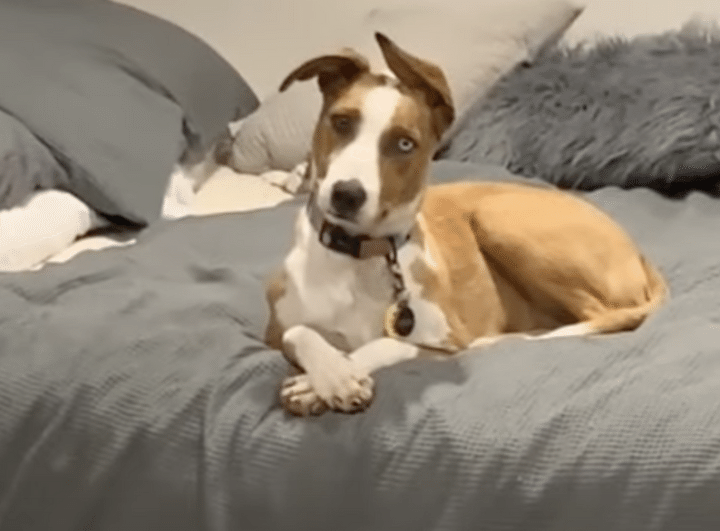 部屋が荒らされている 愛犬に聞いたら「不思議ですね〜」って顔してた。