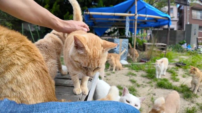 撫でられる猫達