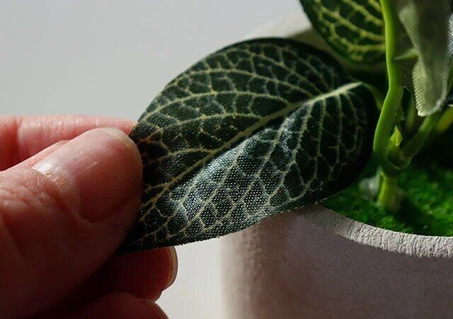 ダイソー リーフポット（フィットニア） デザイン