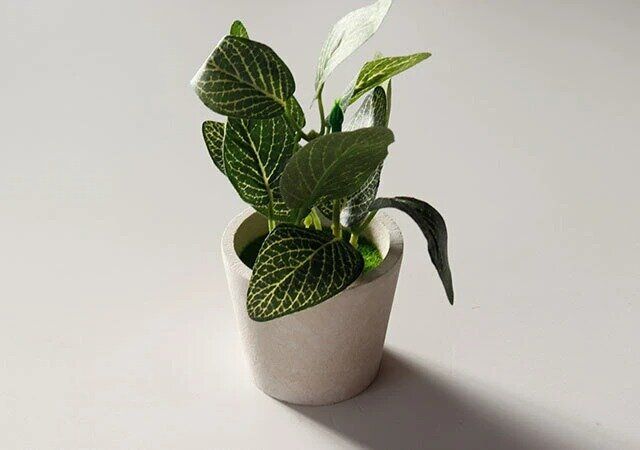 ダイソー リーフポット（フィットニア）