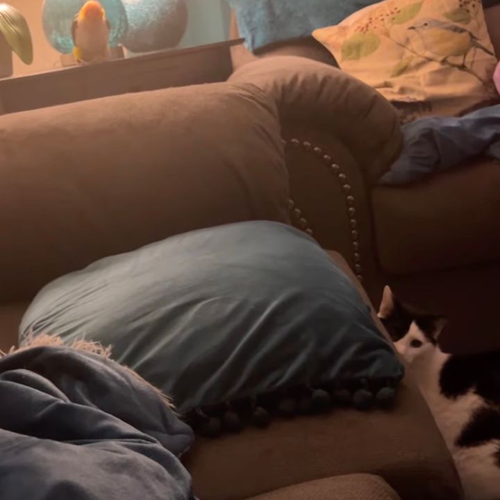 遊ぼうよ跳ねてアピールするオウムに、猫は困惑飼い主見つめる