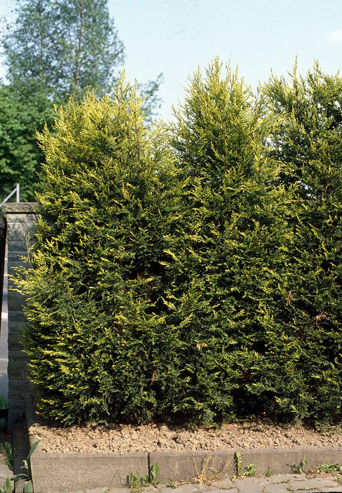 ヒノキの生け垣