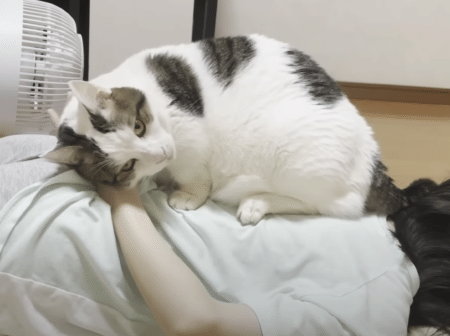 たくさんナデナデしてくれた飼い主さんに、猫さんからの恩返し♡