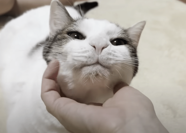 たくさんナデナデしてくれた飼い主さんに、猫さんからの恩返し♡