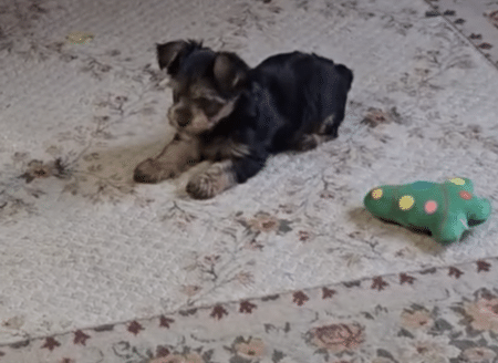 猫を困らせたい子犬と、小さいことは気にしない猫さん。