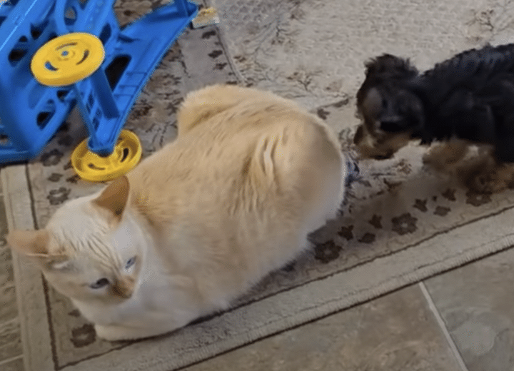 猫を困らせたい子犬と、小さいことは気にしない猫さん。