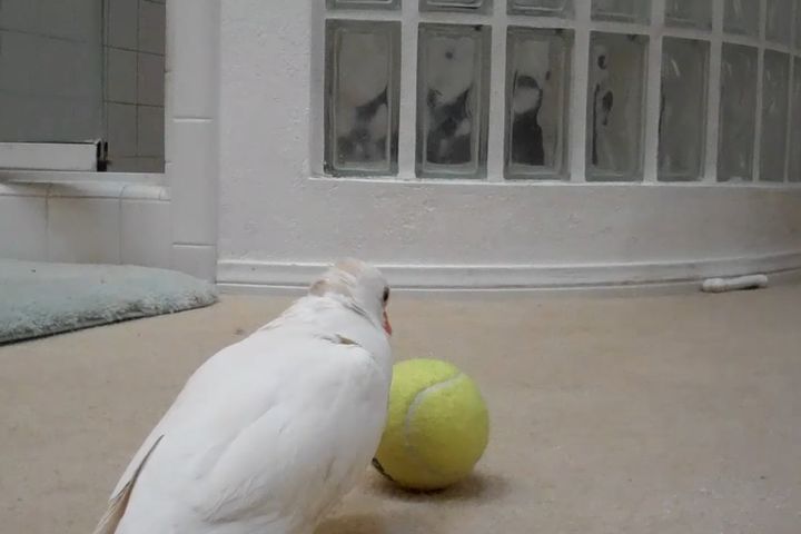 出典：lotsapets1234