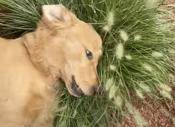天然の枕サイコー！ 犬はやっぱり土の上が大好き♪