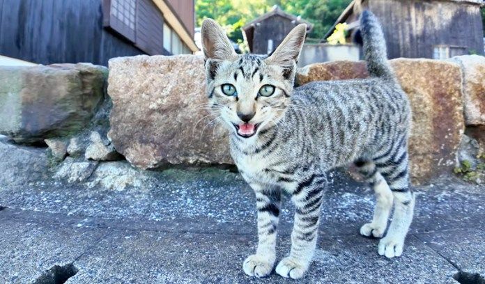 話しかけてきた子猫