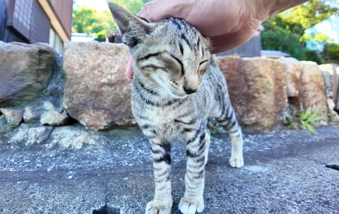 撫でられる子猫