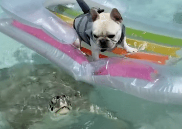 海を楽しんでいた犬、ウミガメとの遭遇にびっくり！