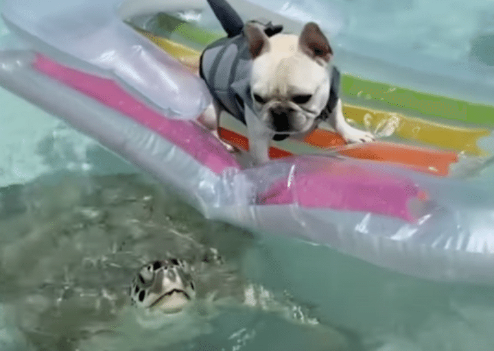 海を楽しんでいた犬、ウミガメとの遭遇にびっくり！