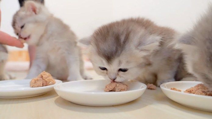 離乳食を食べ始めた子猫達